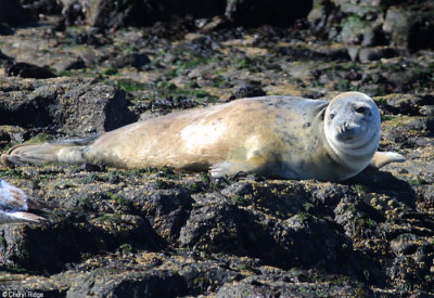 2251-grey-seal.jpg