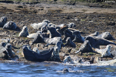 2264-grey-seals.jpg
