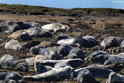 2269-grey-seals.jpg