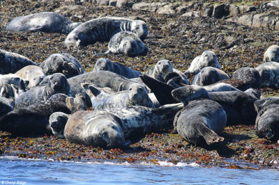 2271-grey-seals.jpg