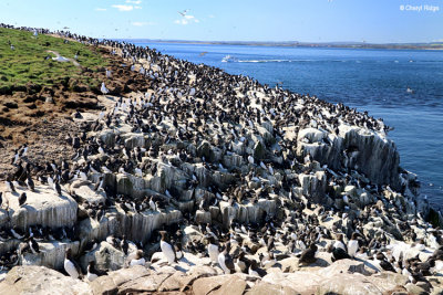 1836-guillemots.jpg