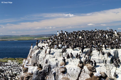 1849-guillemots.jpg