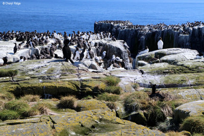 1865-guillemots.jpg
