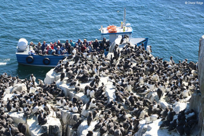 2004-guillemots.jpg
