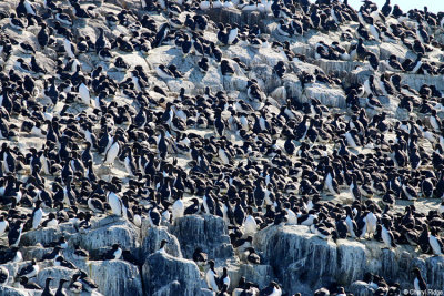 2283-guillemots.jpg