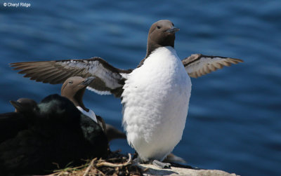 2330-guillemot.jpg