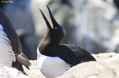 2332-guillemot.jpg