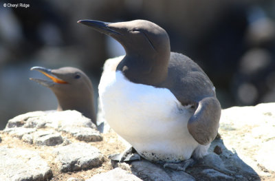 2337-guillemot.jpg