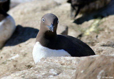 2358-bridled-guillemot.jpg