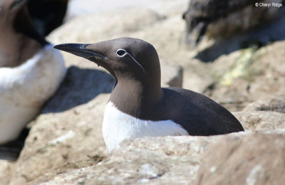 2360-bridled-guillemot.jpg