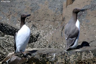 2617-guillemots.jpg