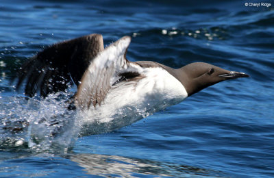 2620-guillemot.jpg