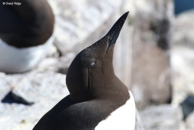 2848-guillemot.jpg