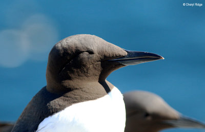 Guillemots