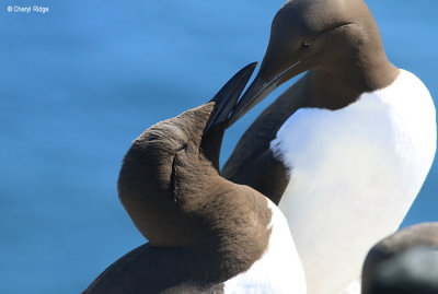 2881-guillemots.jpg