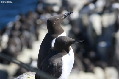 2927-bridled-guillemot.jpg