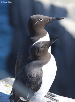 2929-bridled-guillemot.jpg