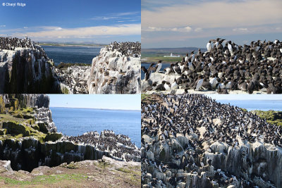 guillemots-scenes.jpg
