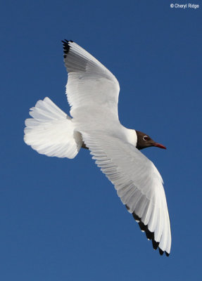 1771-black-headed-gull.jpg