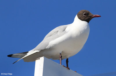 2210-black-headed-gull.jpg