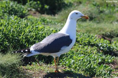 2363-lesser-black-backed-gull.jpg