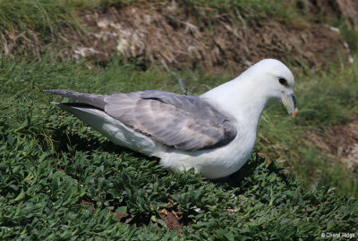 2372-fulmar.jpg