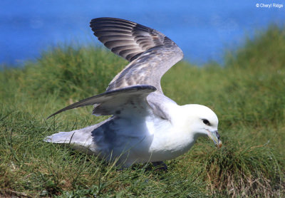 2394-fulmar.jpg