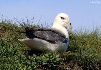 2398-fulmar.jpg