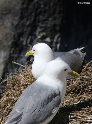 2419-kittiwake.jpg