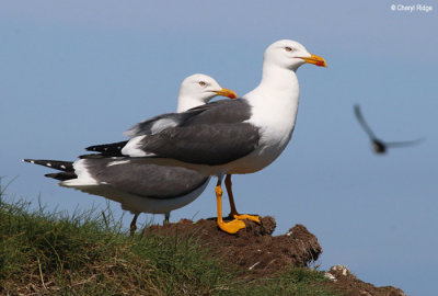 2451-lesser-black-backed-gull.jpg