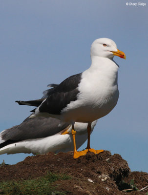 2452-lesser-black-backed-gull.jpg