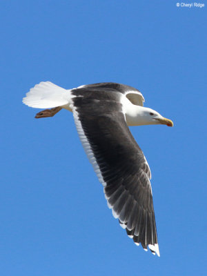 2461-herring-gull.jpg