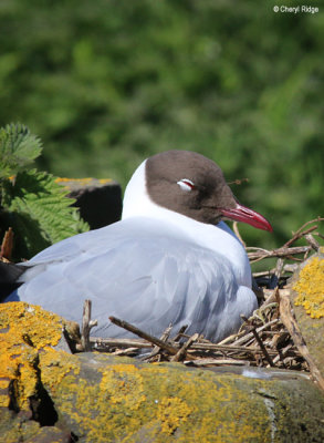 2771-black-headed-gull.jpg