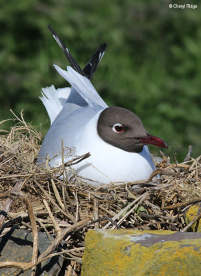 2773-black-headed-gull.jpg