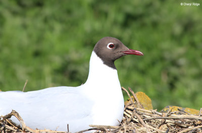 2776-black-headed-gull.jpg