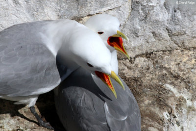 2908-kittiwake.jpg