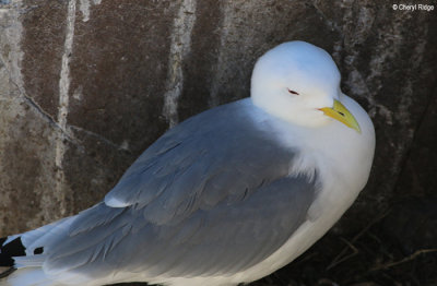 2926-kittiwake.jpg