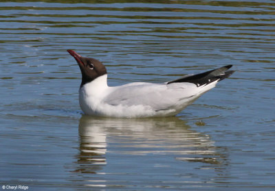 2946-black-headed-gull.jpg