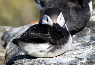 2301-puffin.jpg