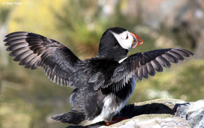 2502-puffin.jpg