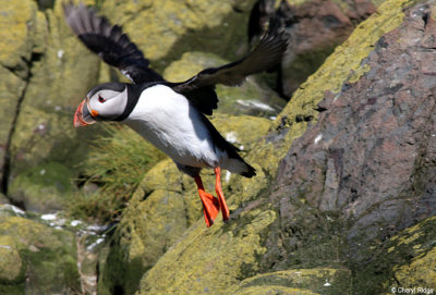 2508-puffin.jpg