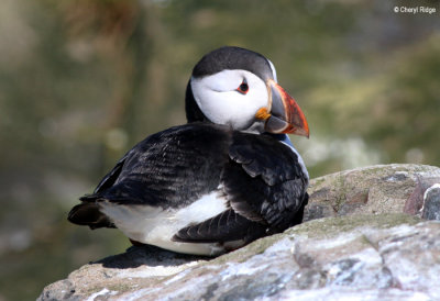 2513-puffin.jpg