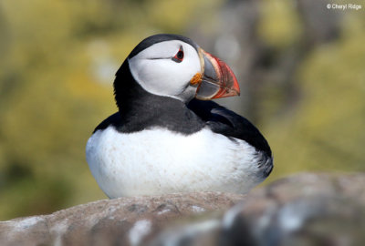 Puffins