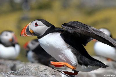 2528b-puffin.jpg