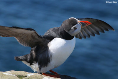 2550-puffin.jpg