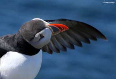 2550-puffin-crop.jpg