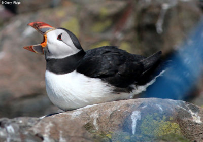 2600-puffin.jpg