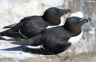 2012-razorbill.jpg