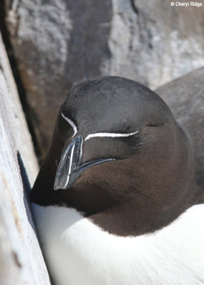 2869-razorbill.jpg