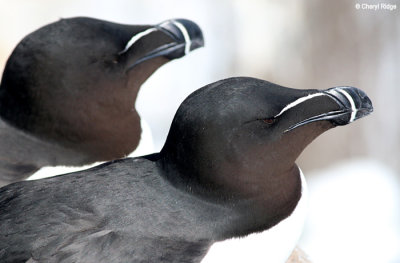 Razorbills